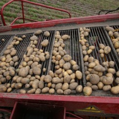 Продажа картофелеуборочных комбайнов ПКК-2-05 РТ25 и другой сельскохозяйственной техники в Московской области, Рязани, Калуге, Туле с доставкой в регионы РФ. Выгодные условия для фермеров. Сервисное обслуживание. Звоните!  ГК АгроТехноПарк